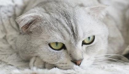 商务模特的工作内容